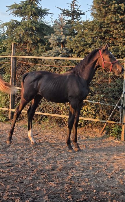 Sprzedam źrebice PKS