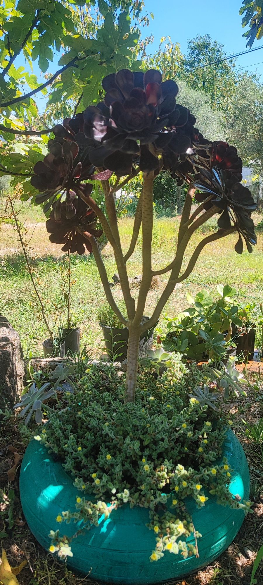 Planta Suculenta