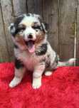Owczarek australijski- piesek blue- merle