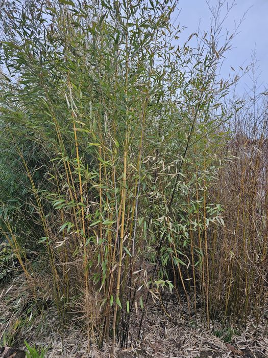 babusy prosto z gruntu lub zamienie na inne egzotyki lub ciekawe rośli