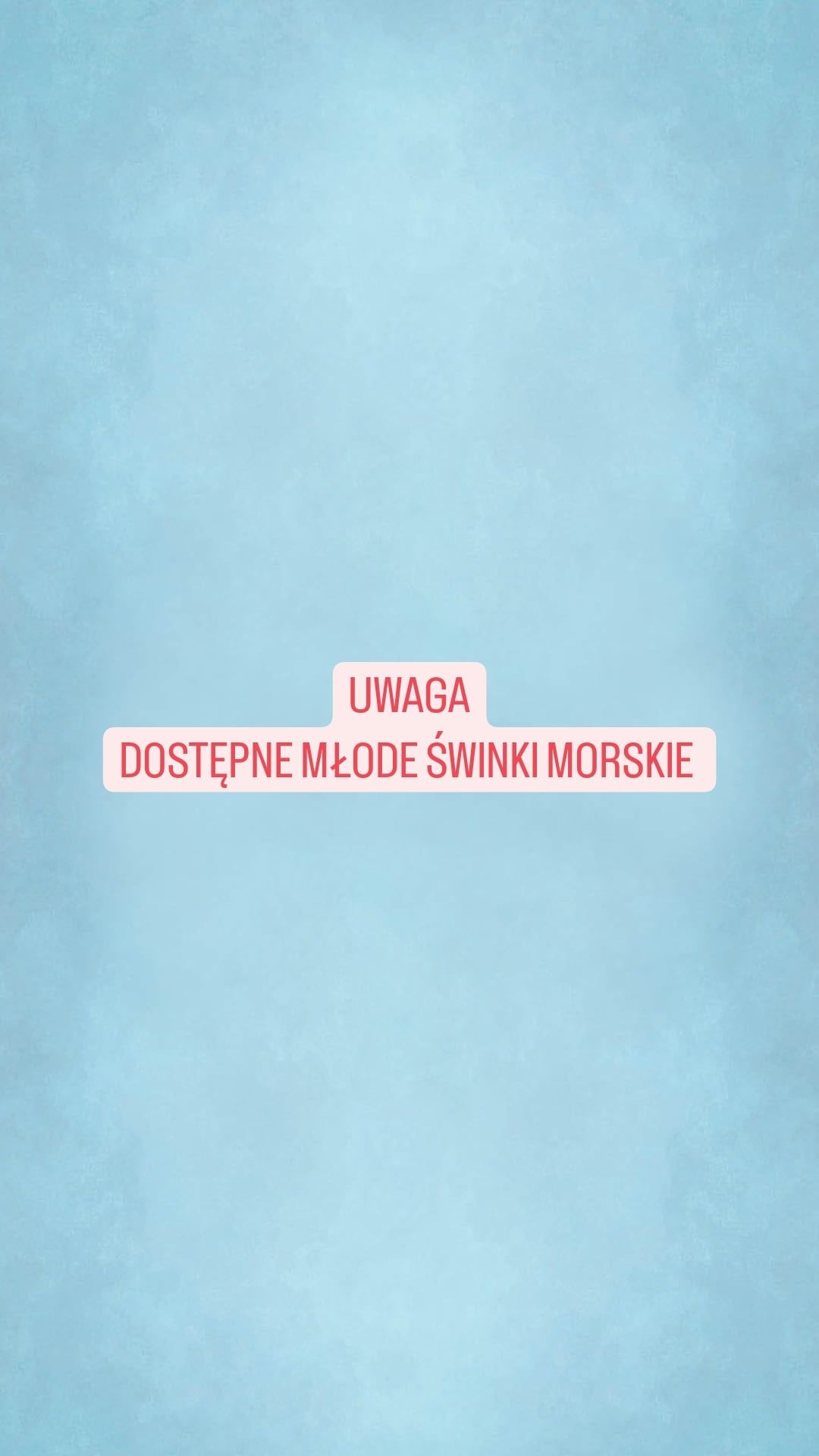 Świnka morska rozetka