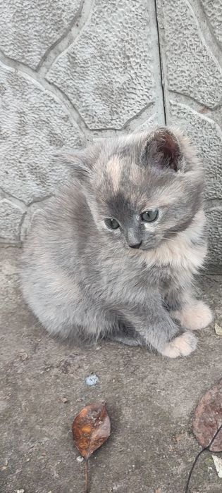 Котята в хорошие руки