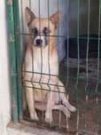 RONALDO (Macho, Adulto) Para Adopção