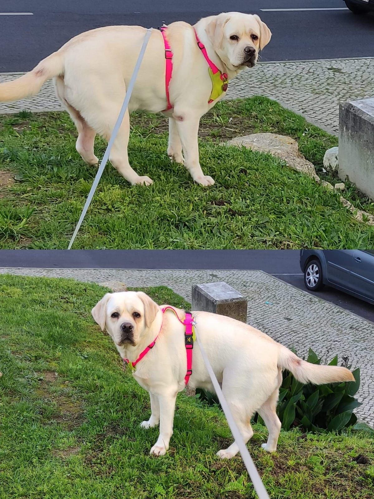 Para Adoção Responsável: Cadela Labrador + Gata Meiga (Juntas)