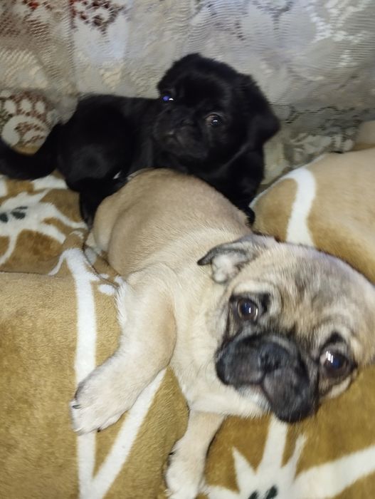 Гарненькі Цуценята Мопс