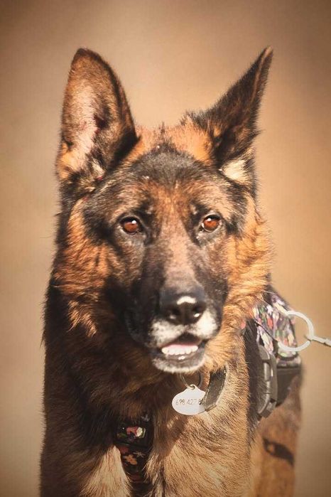 Diego owczarek niemiecki szuka domu