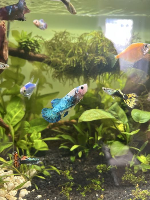 Samica Bojownika BLUE KOI A12 HMPK