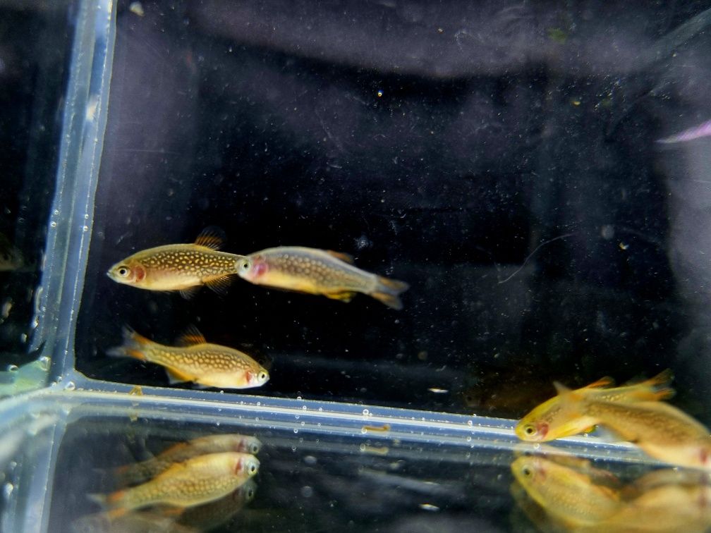 Rozbora Galaxy Danio perłowe ryby do nano akwarii lub krewetkarium