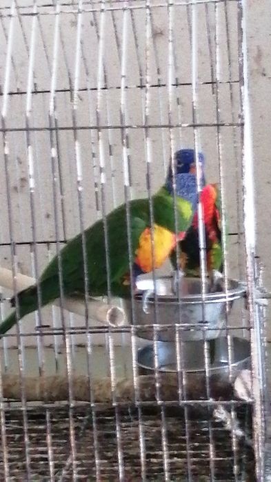 Aves Ring Neck 2020, 2023 e Loris 2020