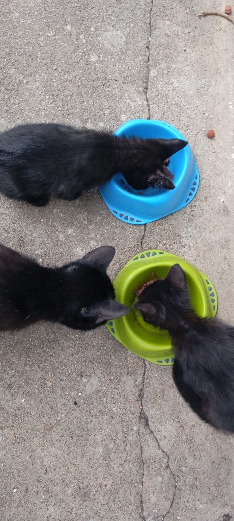 Adoção gatinhos tem 3 meses