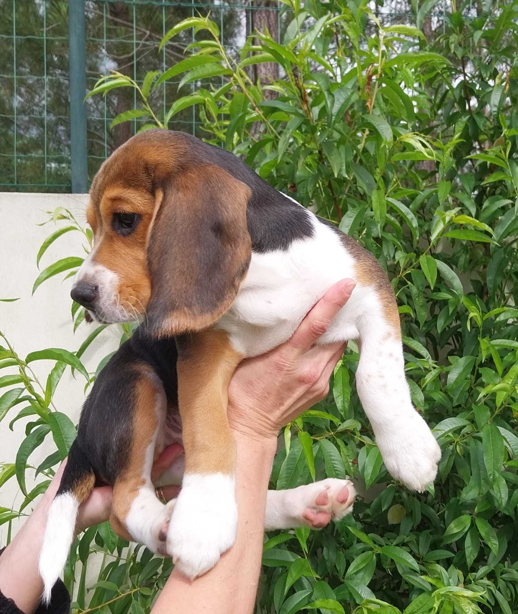 Beagle Lindo com LOP/Pedigree Disponível e chip, Pronto para entrega