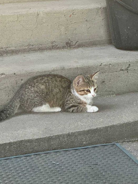 Кошенят в добрі руки