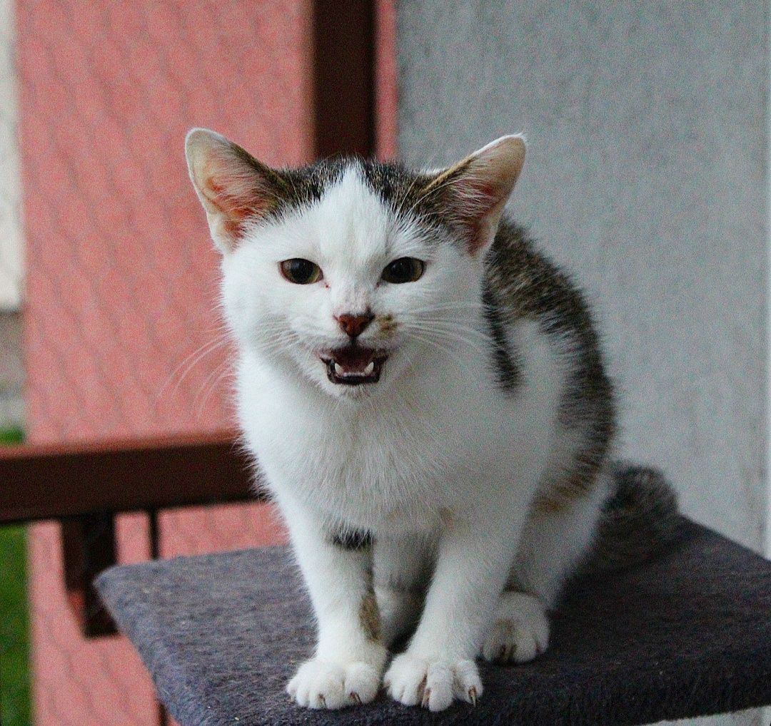Kocięta do adopcji