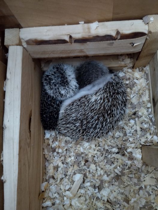 Sprzedam małe jeże pigmejskie