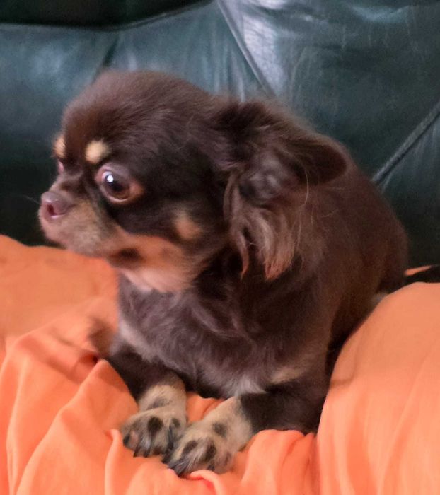 Chihuahua Fêmea com 2 anos procura família. Cor Chocolate afogueado