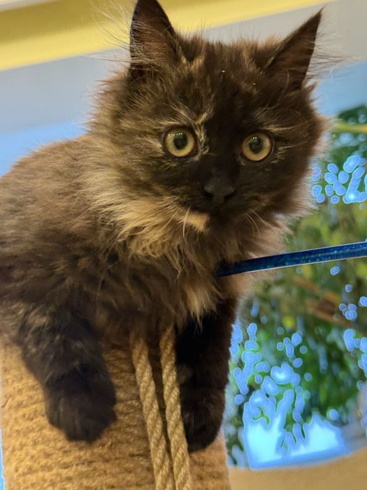 Котенок девочка 2 мес.