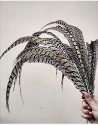 Унікальні пір'я редкие красивые перья сова золотой алмазный фазан орел
