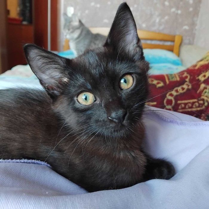 Котик в добрі руки