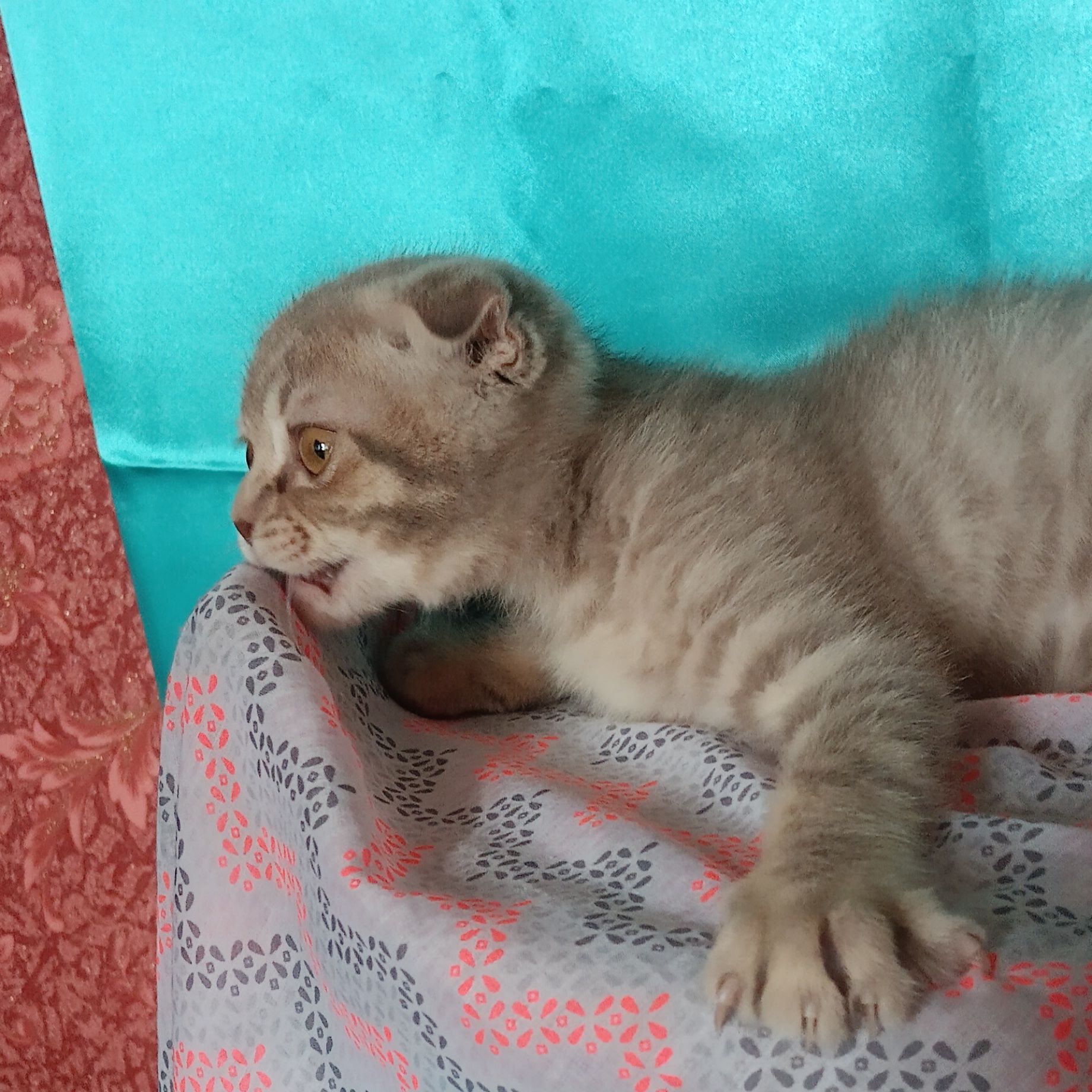 Дуже милий котик