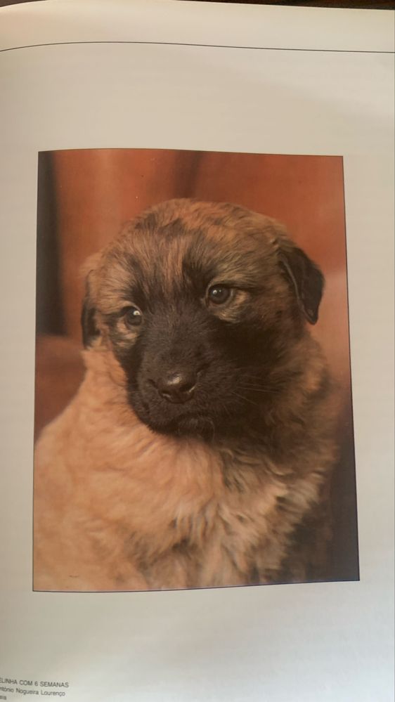 O cão da Serra da Estrela