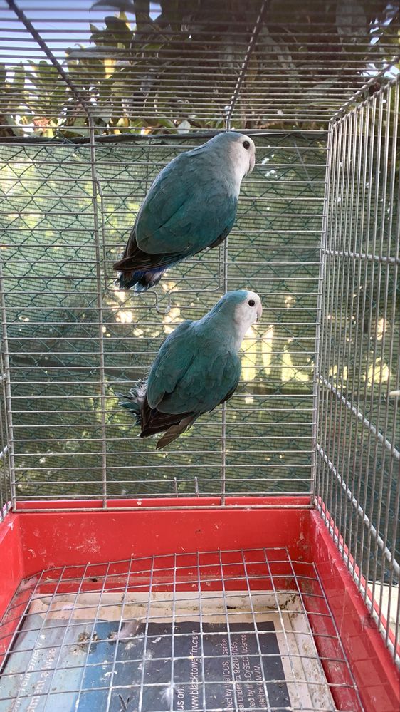 Casal rosicollis longfeather e 2 machos