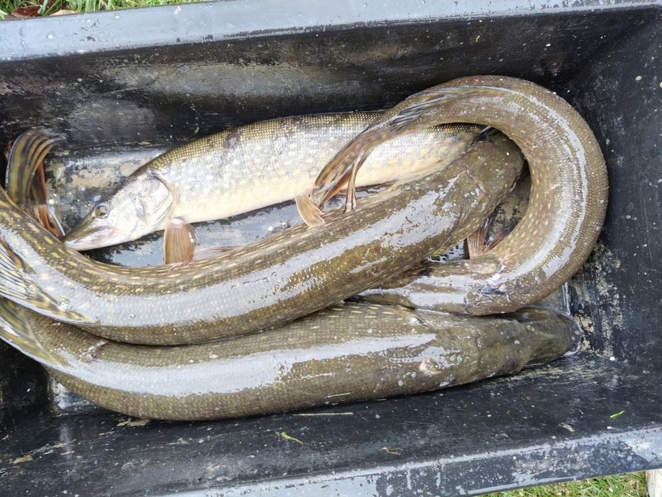 Sprzedaż karpia,amura, szczupaka