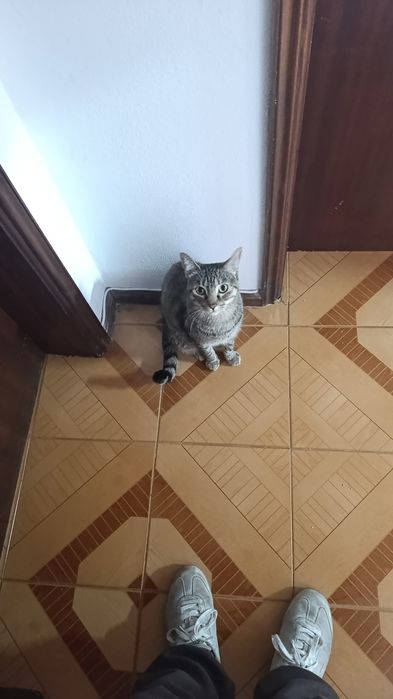 Adoção Responsável