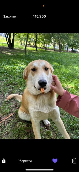 Собака в добрі руки