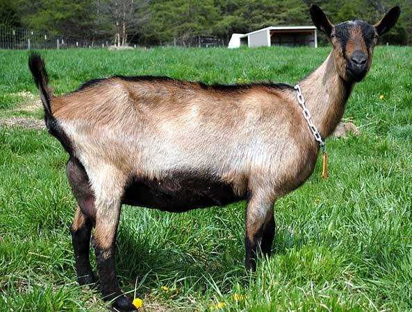 Продам коз высокоудойных пород