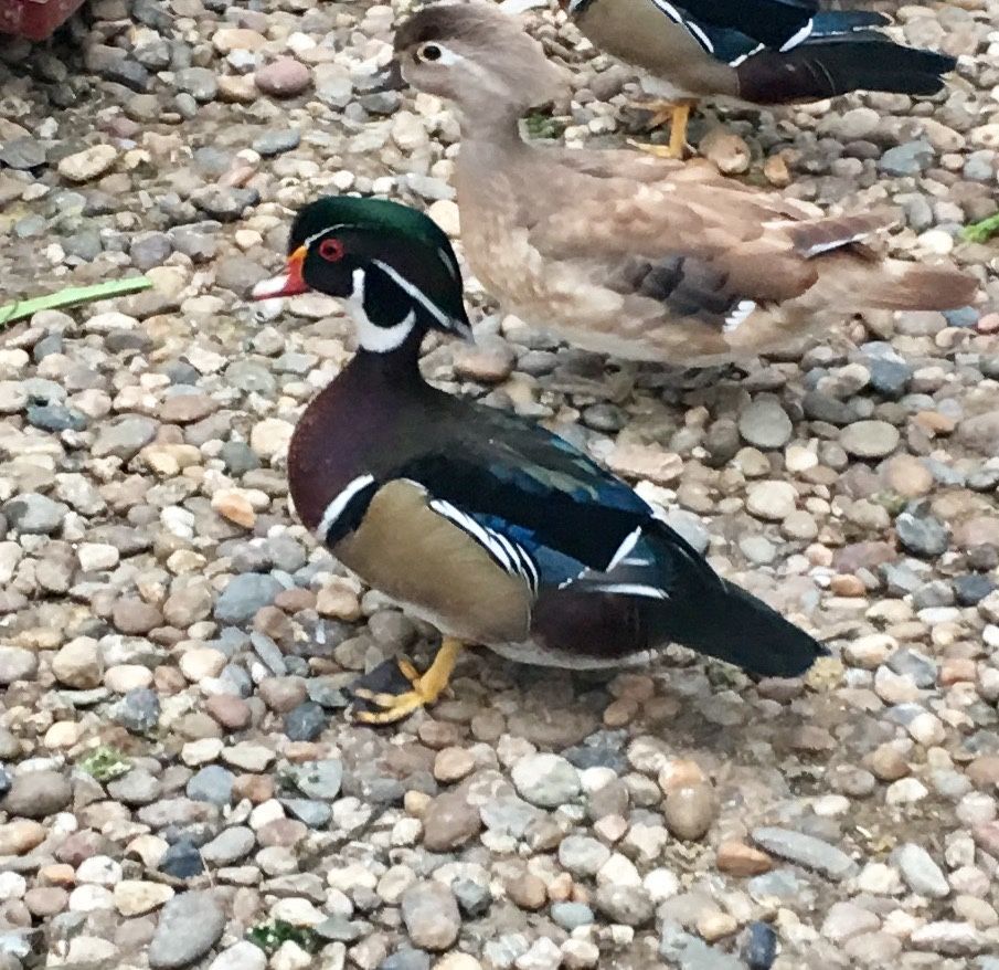 Patos ornamentais/mandarim/ carolino.