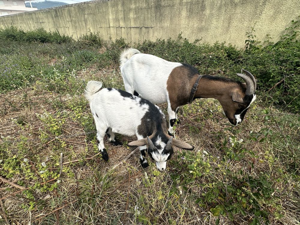 Cabrito Anão Tricolor com 3 meses