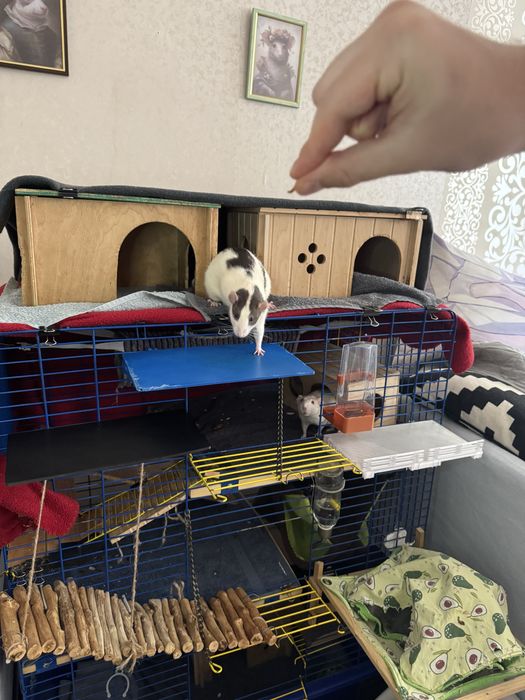 3D-полиці для пацюків з бортиками в різних кольорах