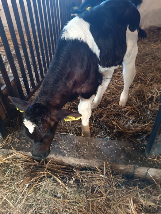 Jałoszka cielak Byczek