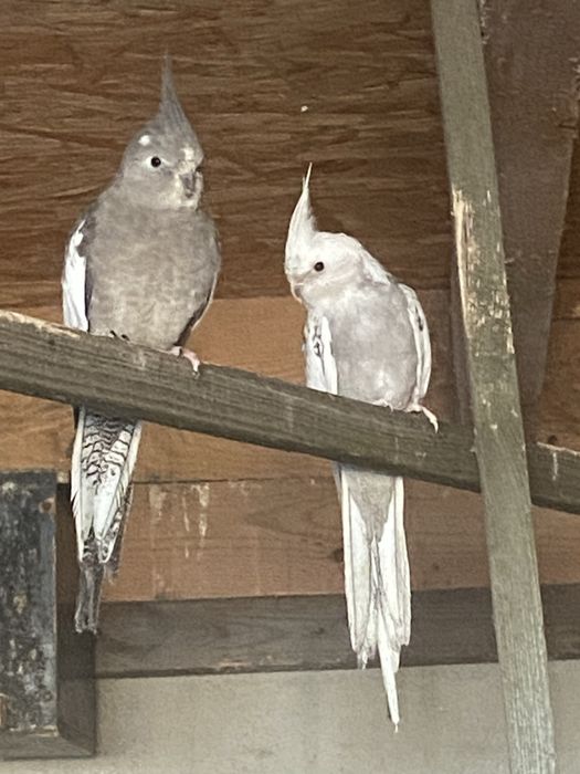 Sprzedam samice kanarka