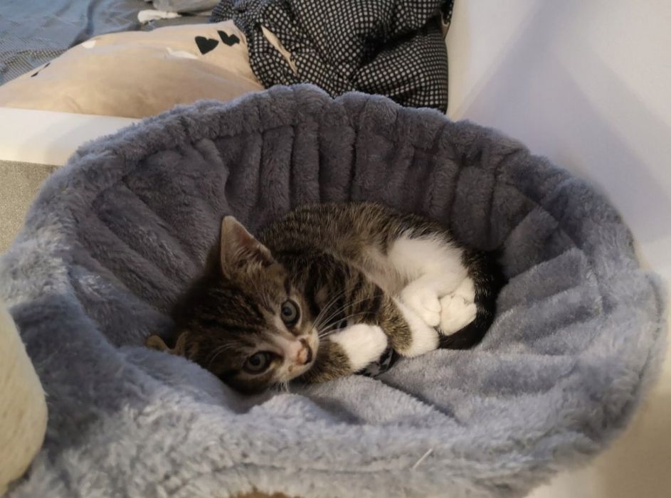 NOWY funkcjonalny drapak dla kota 140cm kilka poziomów