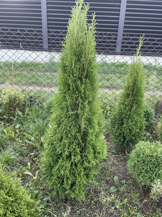 Продаю гарні туї з власного розсадника