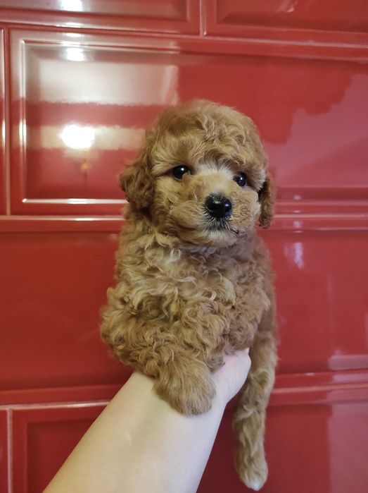 Риже чудо пудель дівчинка