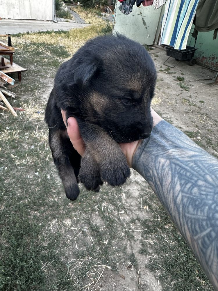 Немецкая Овчарка