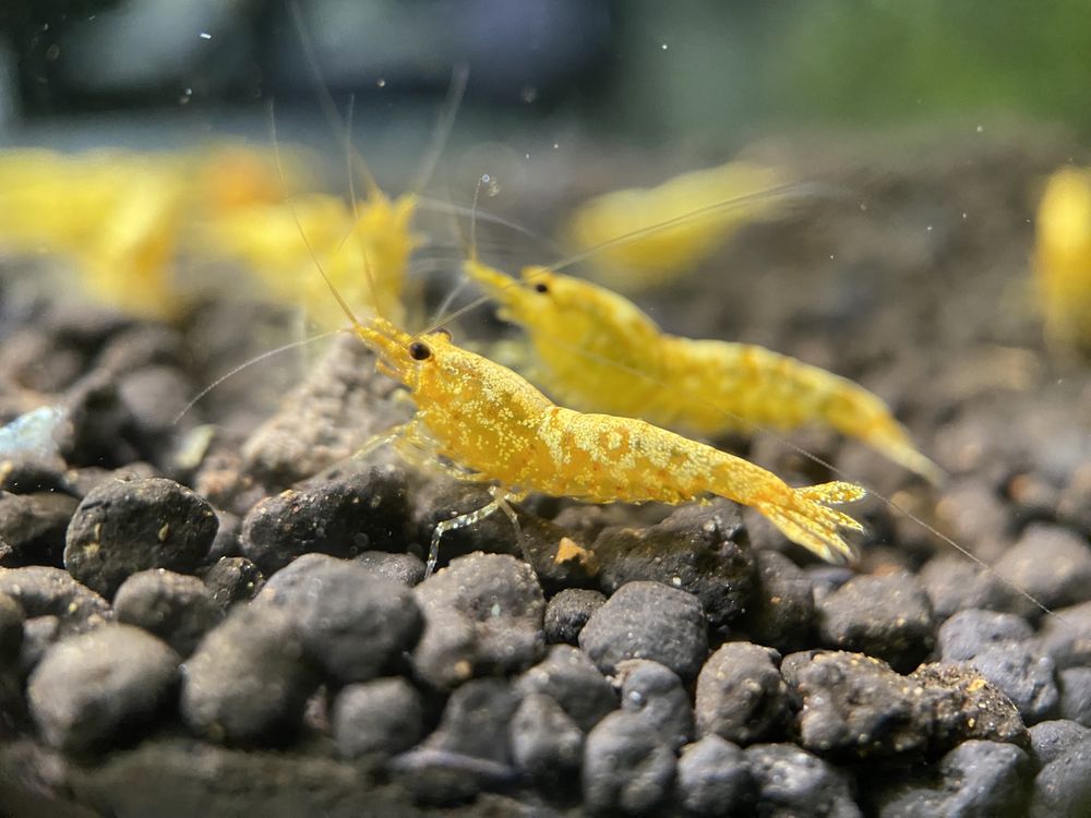 Krewetki Caridina Yellow