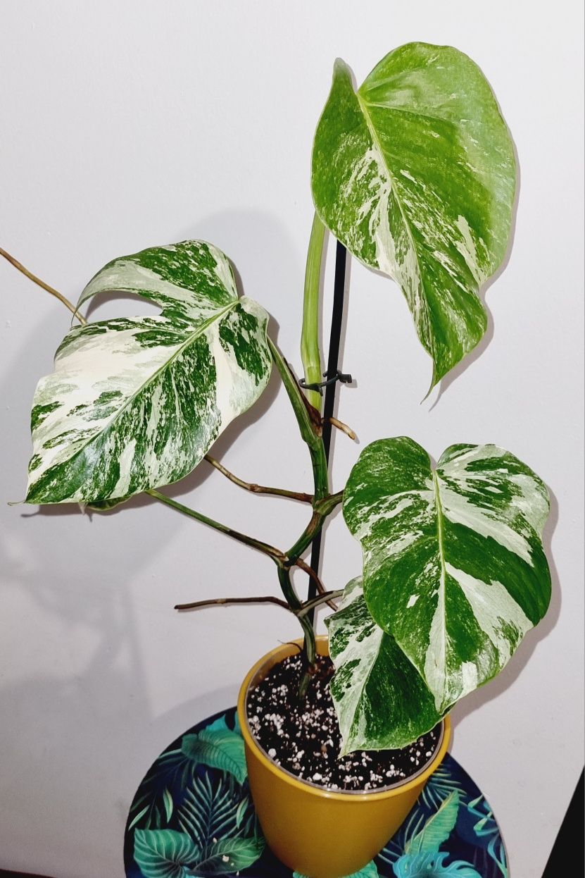 Monstera variegata M3