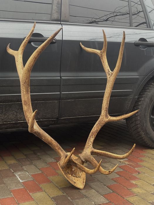 Колекційні шикарні роги благородного оленя трофей