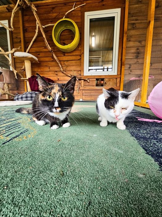 Dwupak kotków do adopcji
