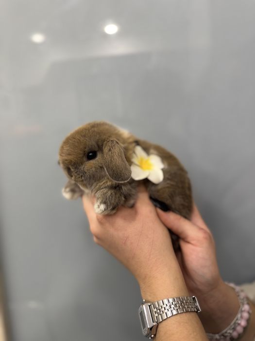 Шоколадні деклративні карликові кролики супер міні