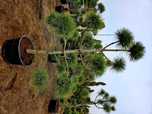 BONSAI Sosna Czarna formowana