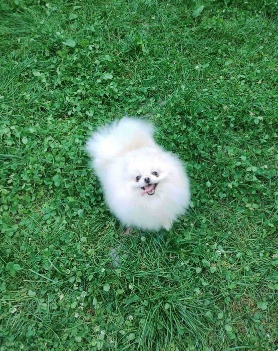 Дуже красива, іграшкова та неймовірно лагідна чорна Помапу дівчинка