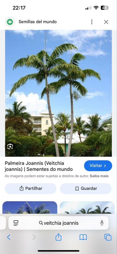 Palmeira Veitchia joannis