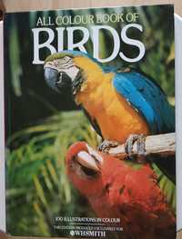 Ilustrowana książka o ptakach w języku angielskim.