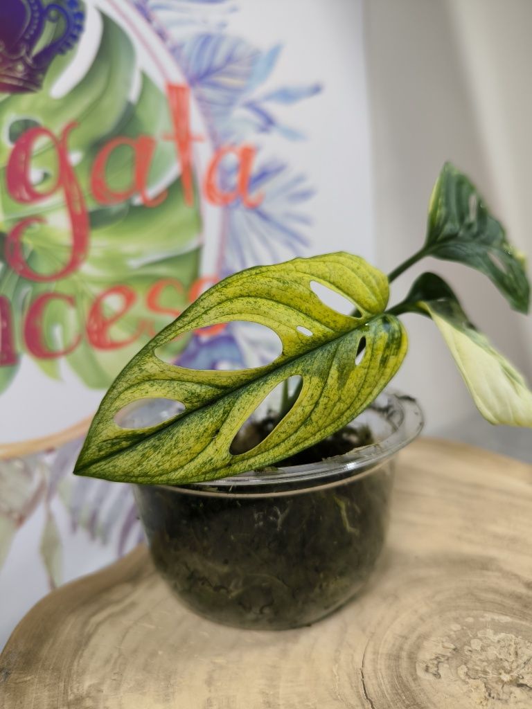 Monstera adansonii variegata aurea monkey mask kolekcjonerska