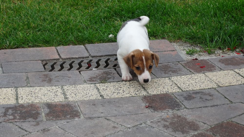 Jack russell Terrier piesek