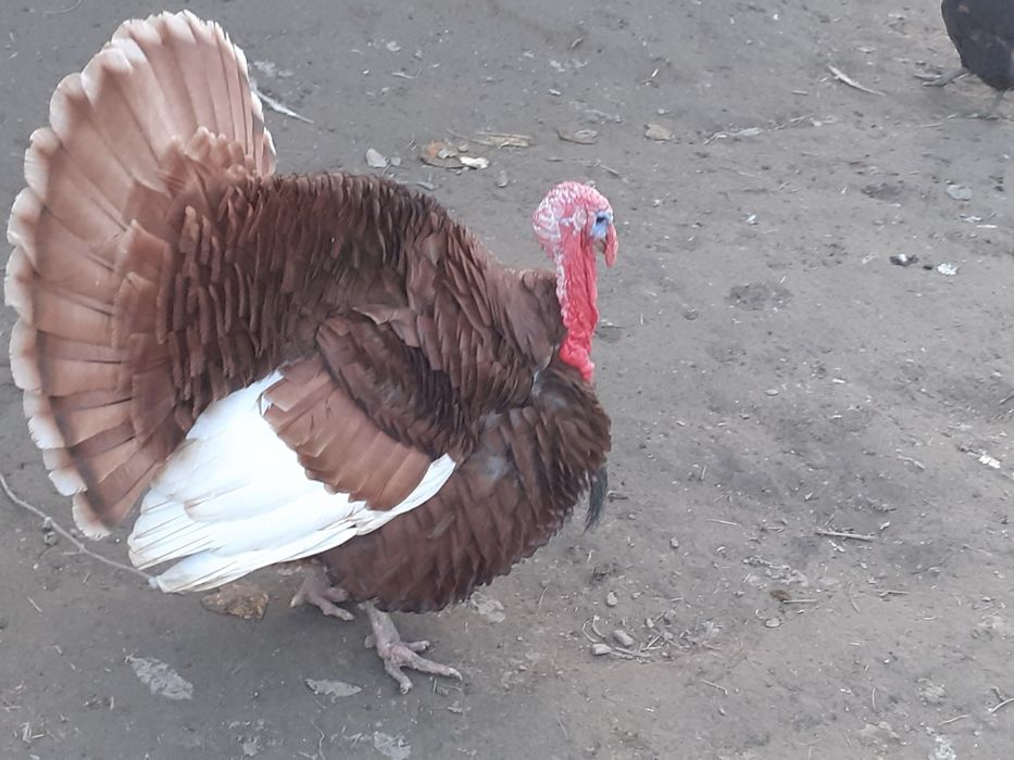 Продам індиків червоний бурбон